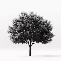 black and white photo of tree on a white background