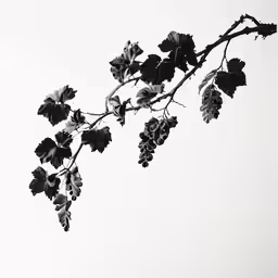 black and white photograph of leaves and branches