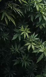 the leaves are greenery outside on the ground