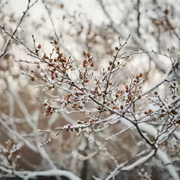 snow covers branches in winter on the branches