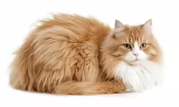a fluffy cat sits on a white background