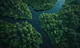 trees are growing in the middle of a forest