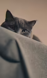 a cat stares from behind a sheet