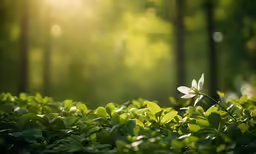 a small white flower sitting in some lush green bushes