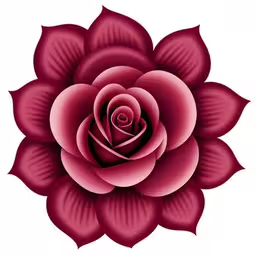 a red flower that has very long petals,a beautiful dark red rose flower with a white background