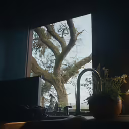 there is a tree outside a window