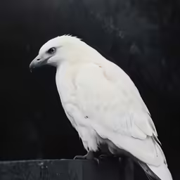 a large white bird sitting on top of a table