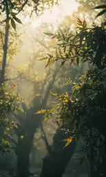 a lush forest filled with lots of green leaves