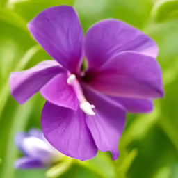 this is an image of a purple flower