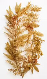 plants and leafs on a white background