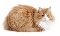 a long haired cat curled up and laying down