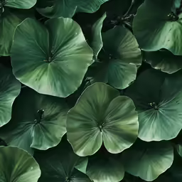 closeup of the petals and leaves of a hosteronate