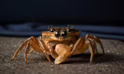 a crab looking into the camera lens