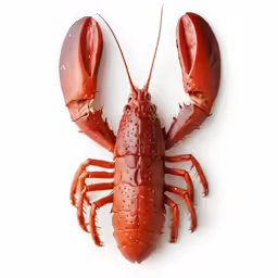 cooked lobster on white background with copy - space
