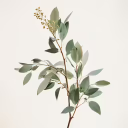 eucalyptus leaves are arranged in a vase on a stand