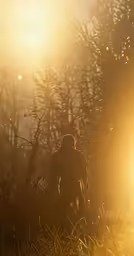 a person walks through tall grass near the sun