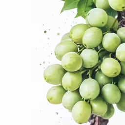 grapes in a bunch on a vine with green leaves