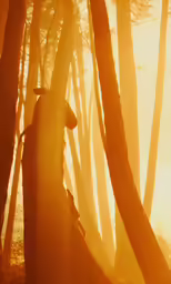 a large cow is standing amongst tall trees