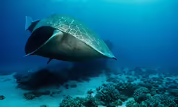 large grey fish swim in the water near some reef coral