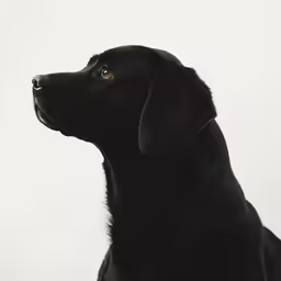 a black dog is sitting up to the side