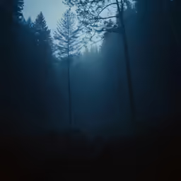 a dark forest at night with the light coming through