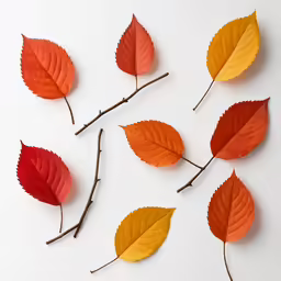 leaves arranged in various colors displayed on a white surface