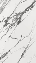 bird on branch in winter with large sky in the background