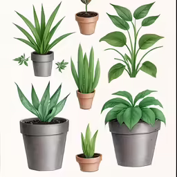 six potted plants in different sizes and shapes