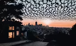 a flock of bats flying through the sky