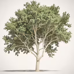 an illustration of a tree on an isolated plain