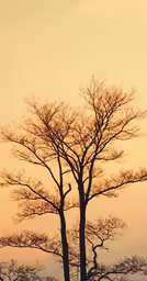 a couple of bare trees in the sunset