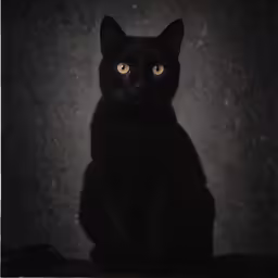 black cat with yellow eyes looking up in the dark