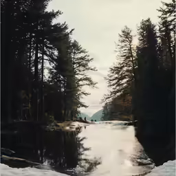 the trees surrounding the river are covered in snow