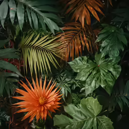 some green and red tropical plants and leaves
