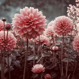 pink flowers stand out in the dark green foliage