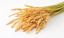 a bunch of wheat on a white background