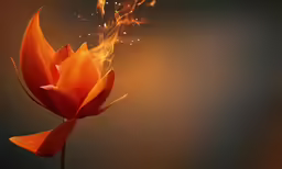 a flower with small drops on it burning in the dark