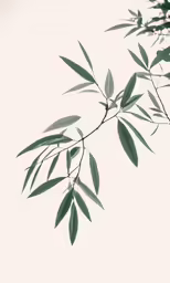 this is a black and white photo of a leaf