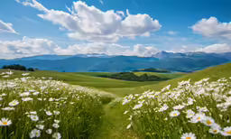 wildflowers on a grassy hill in the mountains