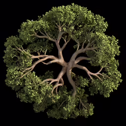 a tree with a bunch of leaves around it