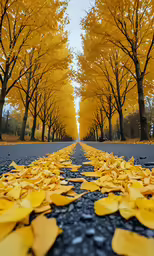 yellow leaf cover trees stand out in an empty road