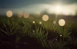 the bright sunlight shines on grass near the water