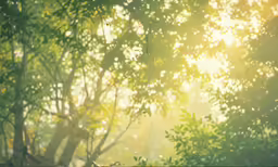 the sunlight is shining through the trees in a park