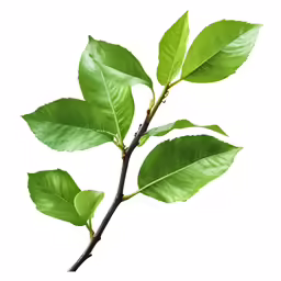 an image of a green leafy branch
