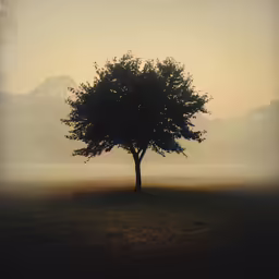 an alone tree sitting in a large open field