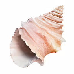 the seashell has large, orange and brown colors