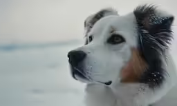 a dog is on the snow covered ground