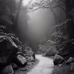 a dark forest path winds through rocky woods