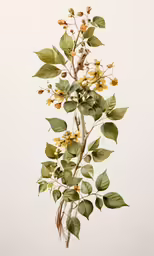 a close up of a flower and some leaves on a branch