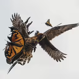 a couple of yellow butterflies fly through the air